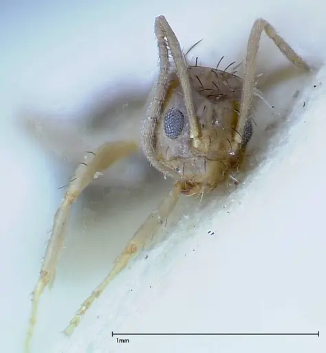 Nylanderia formosae - FOCOL0142