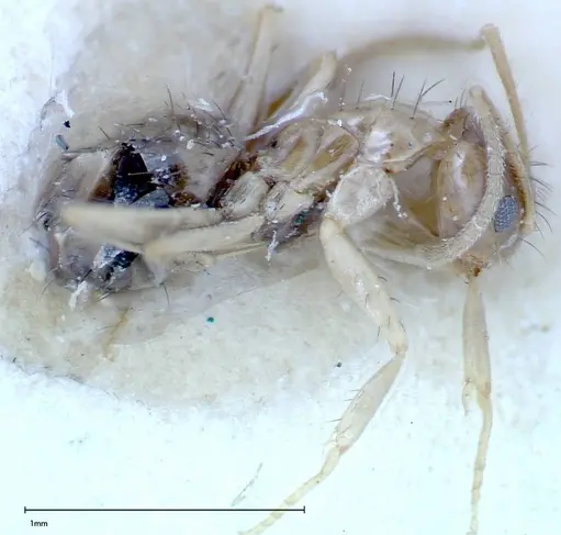 Nylanderia formosae - FOCOL0142