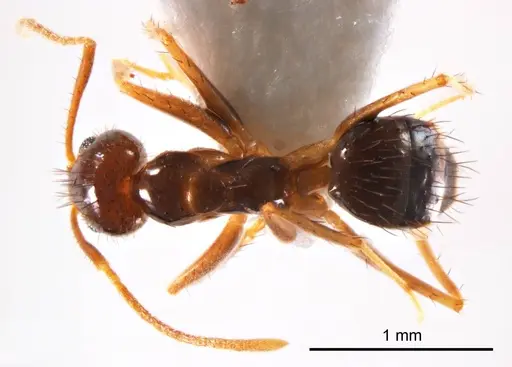 Nylanderia glabrior specimen