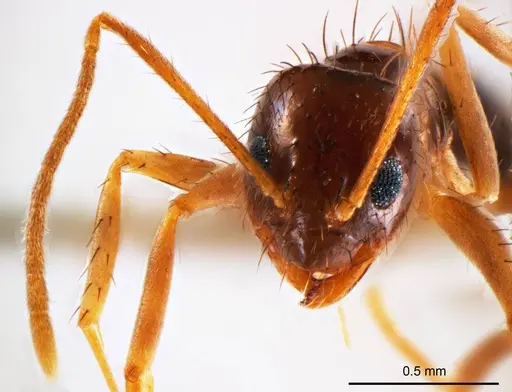 Nylanderia glabrior specimen