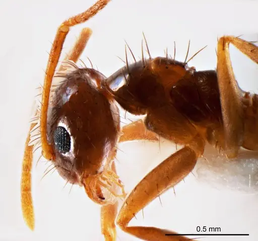 Nylanderia glabrior specimen