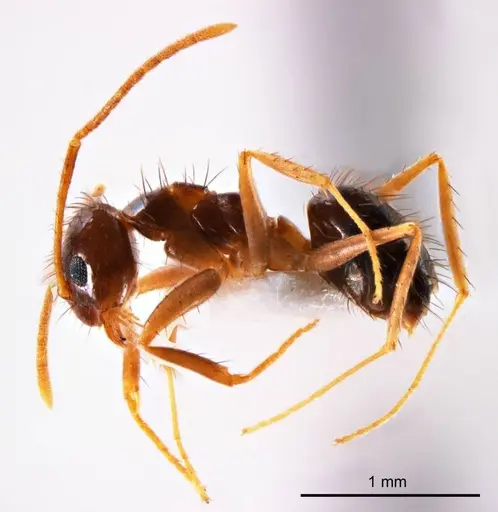 Nylanderia glabrior - ANTWEB1008684