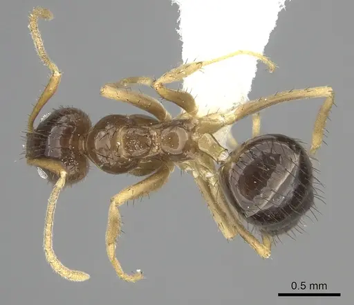 Nylanderia glabrior - CASENT0219769