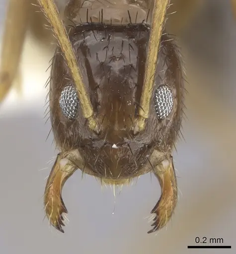 Nylanderia glabrior - CASENT0219769