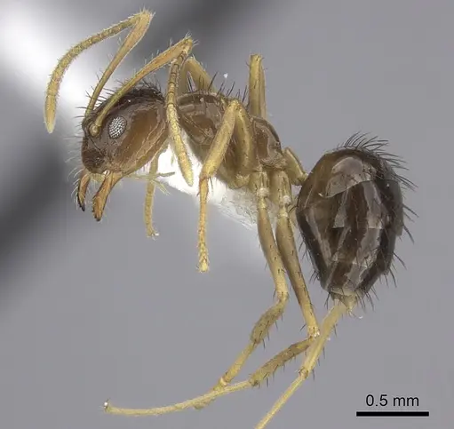 Nylanderia glabrior - CASENT0219769