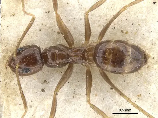 Nylanderia glabrior - CASENT0903128