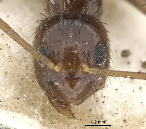 Nylanderia glabrior - CASENT0903128