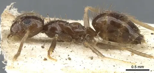 Nylanderia glabrior - CASENT0903128