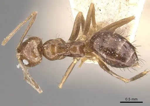 Nylanderia glabrior - CASENT0911014