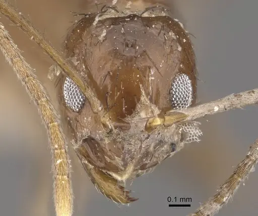 Nylanderia glabrior - CASENT0911014