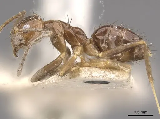 Nylanderia glabrior - CASENT0911014