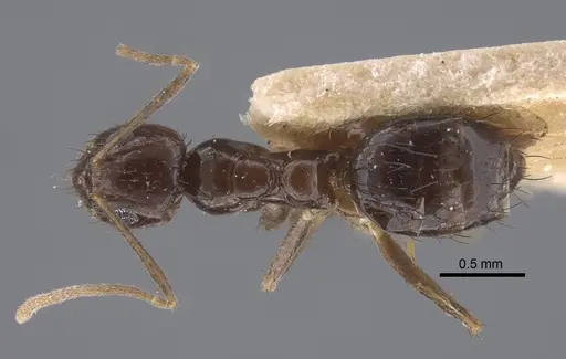 Nylanderia glabrior - CASENT0917310