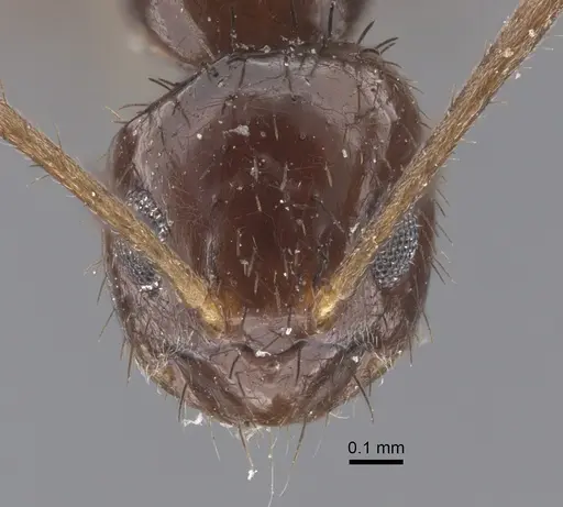 Nylanderia glabrior - CASENT0917310