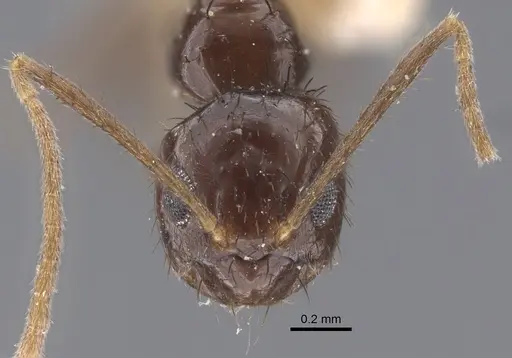 Nylanderia glabrior - CASENT0917310