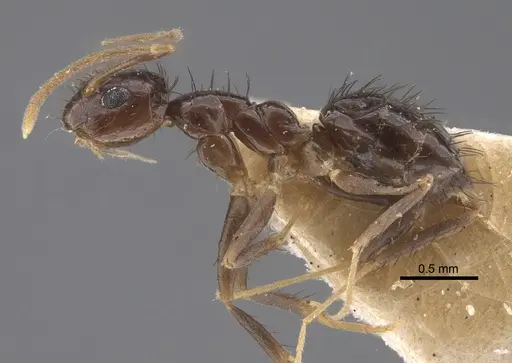 Nylanderia glabrior - CASENT0917310