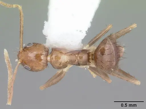 Nylanderia guatemalensis specimen