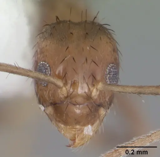Nylanderia guatemalensis specimen