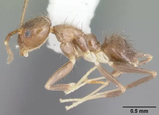 Nylanderia guatemalensis specimen