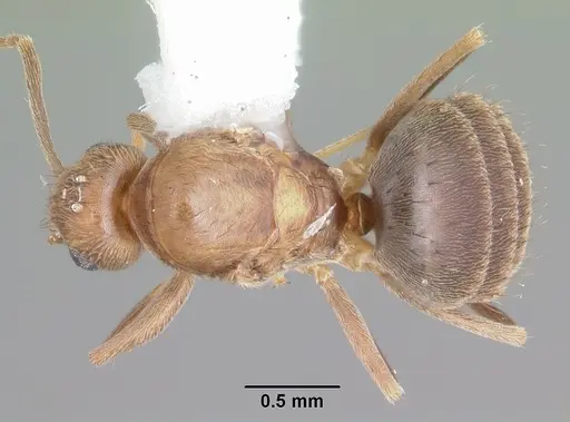 Nylanderia guatemalensis - CASENT0104222