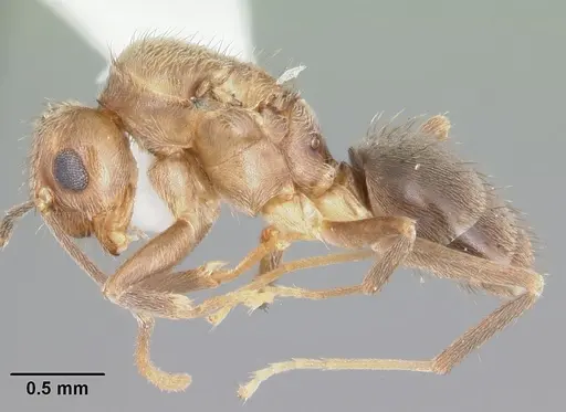 Nylanderia guatemalensis - CASENT0104222