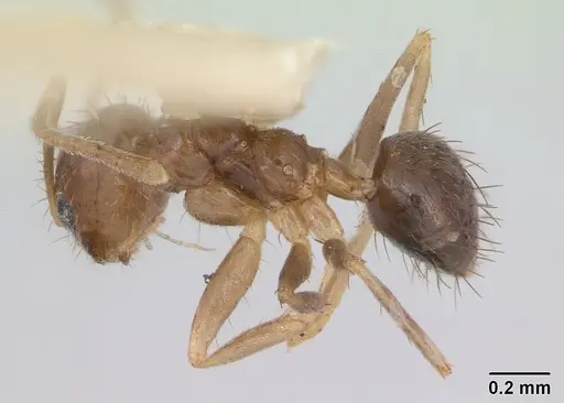 Nylanderia guatemalensis - CASENT0173314