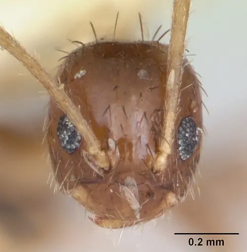 Nylanderia guatemalensis - CASENT0173314