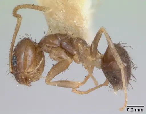 Nylanderia guatemalensis - CASENT0173314