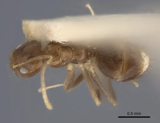 Nylanderia guatemalensis - CASENT0217732