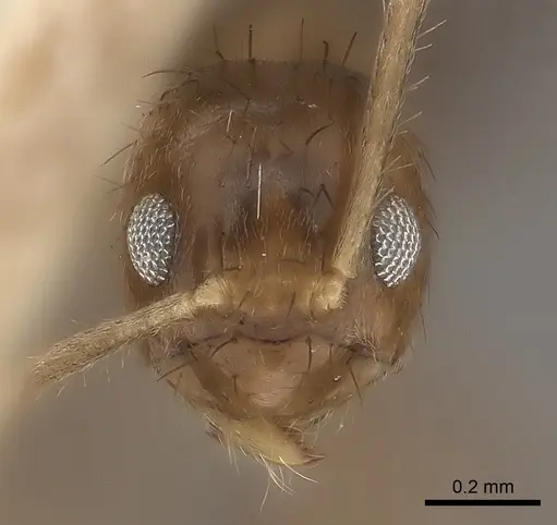 Nylanderia guatemalensis - CASENT0217732