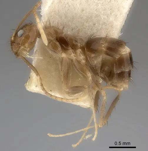 Nylanderia guatemalensis - CASENT0217732