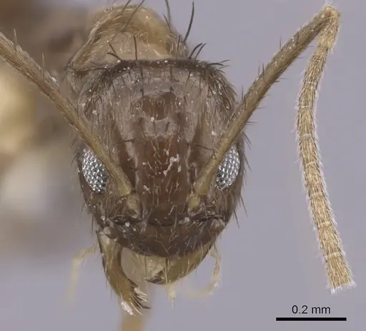 Nylanderia guatemalensis - CASENT0281001