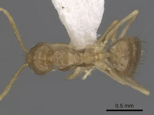 Nylanderia guatemalensis - CASENT0281002