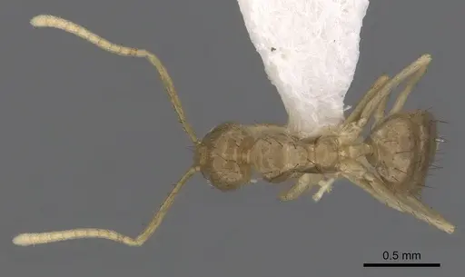 Nylanderia guatemalensis - CASENT0281002