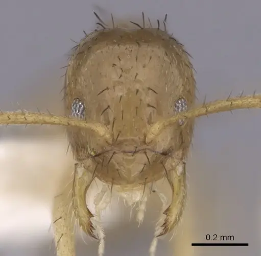 Nylanderia guatemalensis - CASENT0281002