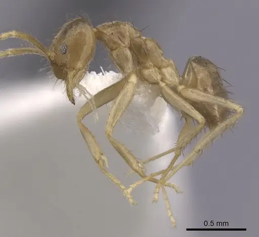 Nylanderia guatemalensis - CASENT0281002