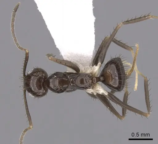 Nylanderia guatemalensis - CASENT0281003