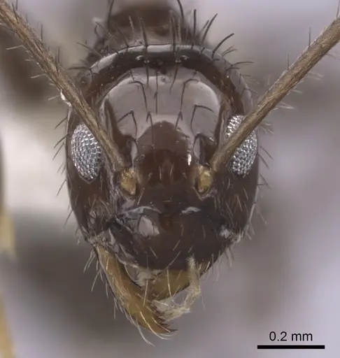 Nylanderia guatemalensis - CASENT0281003