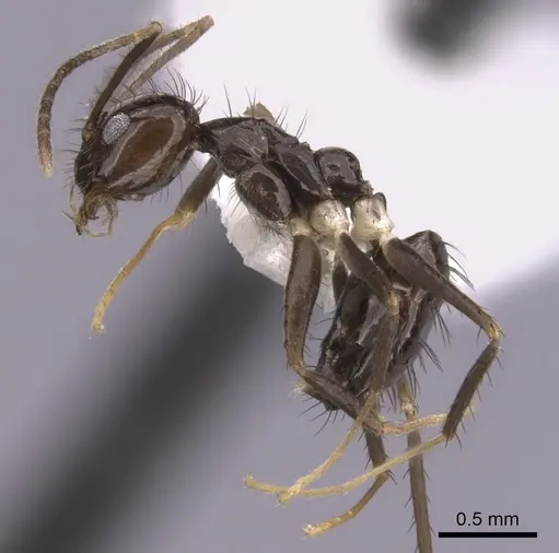 Nylanderia guatemalensis - CASENT0281003