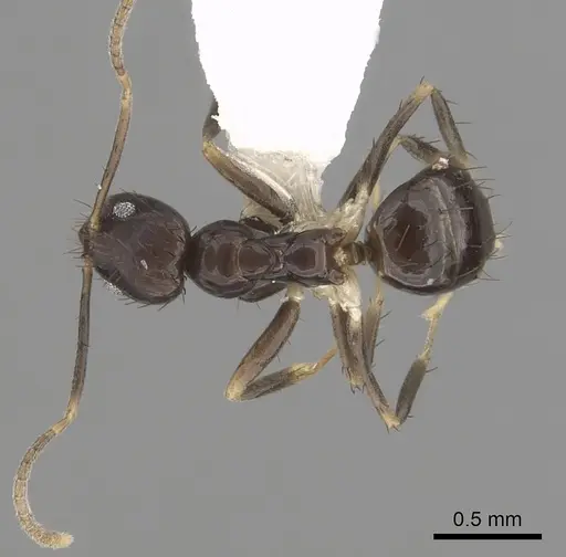 Nylanderia guatemalensis - CASENT0281004