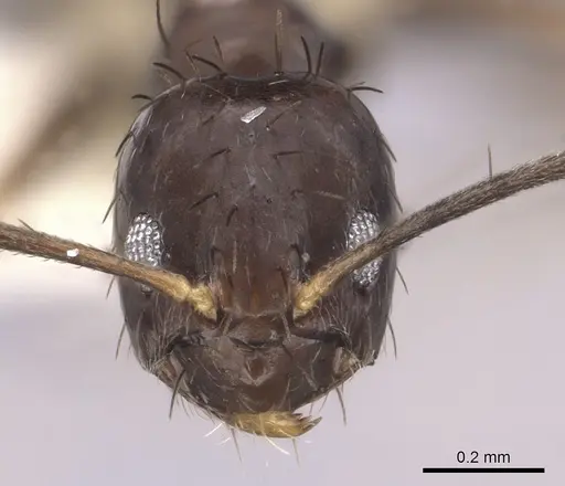 Nylanderia guatemalensis - CASENT0281004