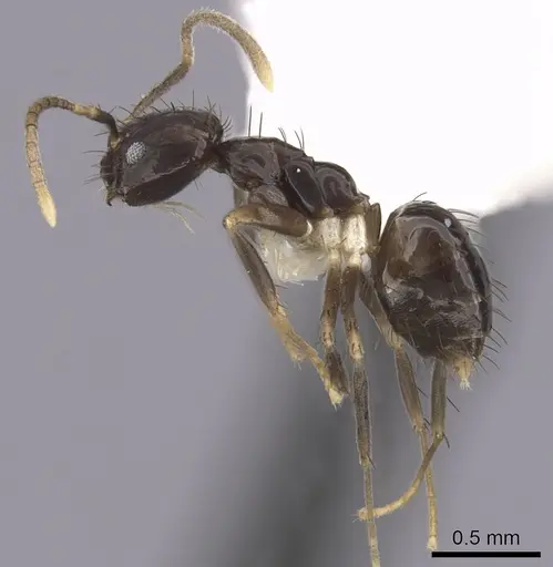 Nylanderia guatemalensis - CASENT0281004