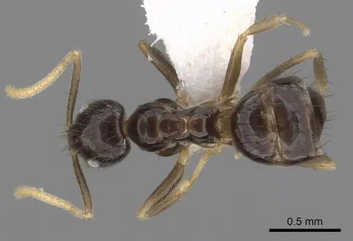 Nylanderia guatemalensis - CASENT0281005