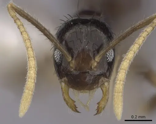 Nylanderia guatemalensis - CASENT0281005