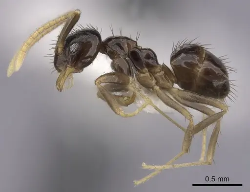 Nylanderia guatemalensis - CASENT0281005