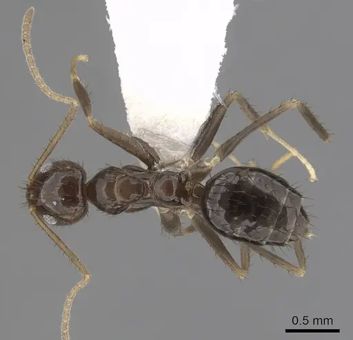 Nylanderia guatemalensis - CASENT0281006