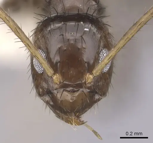 Nylanderia guatemalensis - CASENT0281006