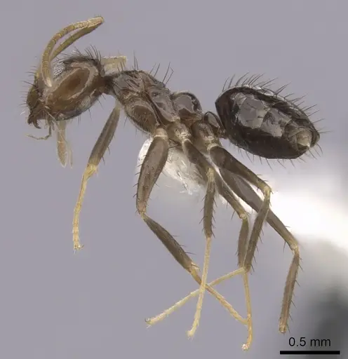 Nylanderia guatemalensis - CASENT0281006