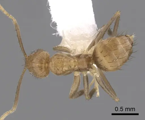 Nylanderia guatemalensis - CASENT0281007