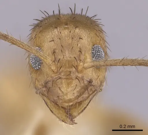 Nylanderia guatemalensis - CASENT0281007