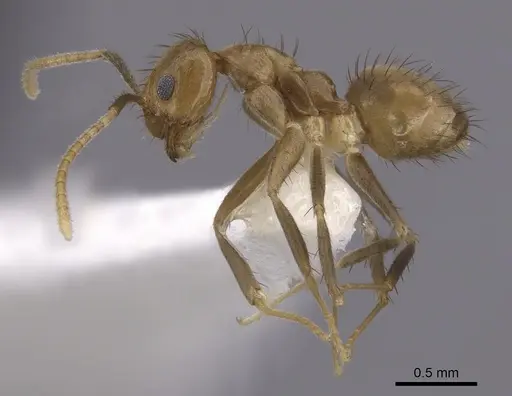 Nylanderia guatemalensis - CASENT0281007